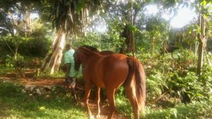 Reiten